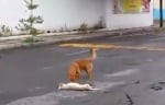 Трогателни, но реални кадри - куче спасява ранения си приятел на пътя