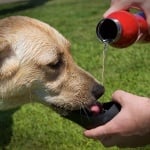 Трябва ли да даваме вода на кучето при пътуване