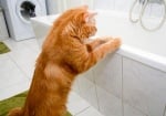Трябва ли да къпем котката си?