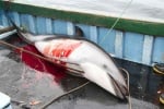 Тръгна петиция срещу незаконното избиване на делфини по Черноморието