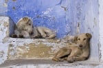 Приеха закона за евтаназия на кучета в Румъния