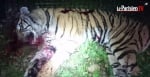 Сърцераздирателна новина! Тигър бе убит, след като избяга от цирк в Париж
