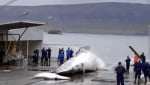 Улов на китове