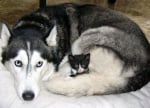 Умилителни кадри, доказващи любовта между големите кучета и малките котенца