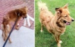 Уникалната промяна на кученца преди и след осиновяването им