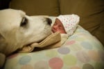 Уникални снимки, доказващи, че кучета и бебета могат да живеят заедно (първа част)