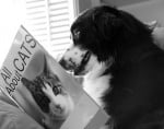 Усмихнато куче чете книга