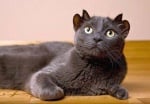 В Англия живее котка с четири уши