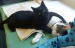 В полски приют за животни се появи котка медицинска сестра