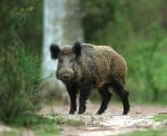 Ваксинация на дивите свине срещу Класическа чума