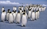 Арктически изследователи са засекли голяма колония от императорски пингвини