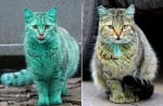 Вижте какво се случи с боядисаната котка от варненските улици