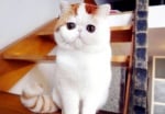 Вижте новата интернет звезда с милиони почитатели - котето Снупи