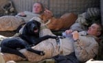 Войници с куче
