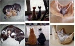 Вълшебното израстване на малки котенца в големи котки (снимки преди и след)