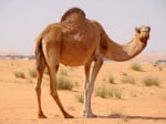 За какво служи гърбицата на камилата?