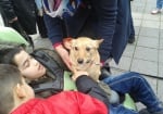 За първи път в България улично куче ще работи като терапевт на дете с увреждания