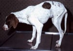 Заболявания, причинени от кърлежи при кучето