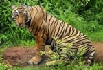 Индия вдигна забраната за туристически турове в парковете с тигри