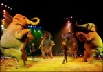От догодина се забраняват дивите животни в цирка