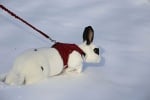 Заек в снега