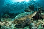 Огромна заплаха за морските костенурки. Причина - глобалното затопляне
