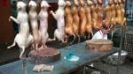 Защитници на животните призовават яденето на кучета и котки в Швейцария да се забрани