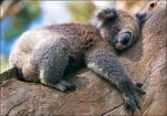 Защо коалата прегръща дърветата?