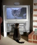 Защо котките обичат да гледат телевизия?