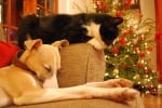 Защо котките и кучетата наистина се вълнуват за Коледа?