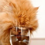 Защо котките не искат да пият вода от купичката си?