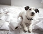 Защо кучетата обичат да дъвчат хартия?