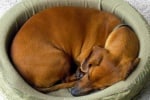 Защо кучетата спят свити на "кълбо"?