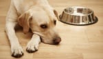 Защо кучето отказва да си яде храната?
