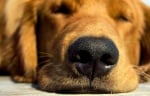 Защо кучешкият нос е физиологично влажен?
