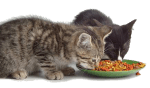 Защо някои котки ядат легнали?
