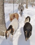 Зебра, пони и кози, които живеят заедно като приятели