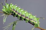 Зелена гъсеница с шипове