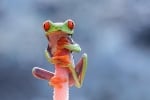 Зелена жабка, хваната за клонка