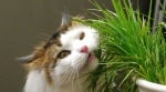 Зелена трева за котки