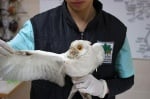 Зелени балкани спасиха уникална бяла сова, символ на надеждата за по - добро бъдеще