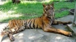 Зоологическа градина в Индонезия е наречена "Зоопаркът на смъртта"