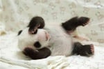 Зоопарк в Тайван показа първите снимки на най-сладката новородена пандичка